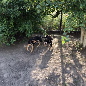 Lowertown Dog Park photo 2